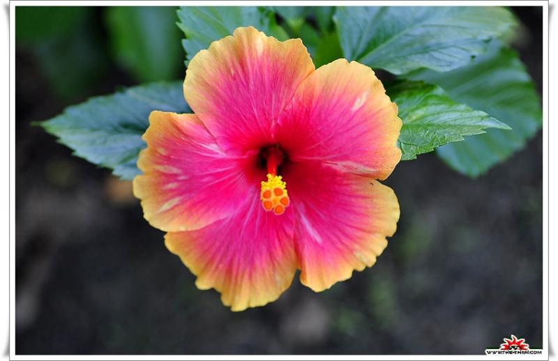 เรื่องน่ารู้ของ ดอกชบา