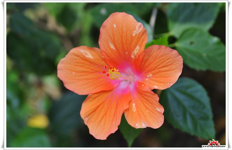 เรื่องน่ารู้ของ ดอกชบา