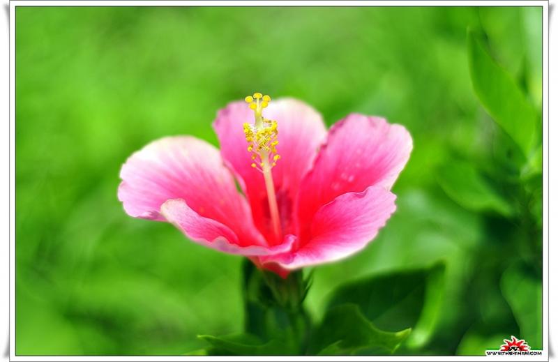 เรื่องน่ารู้ของ ดอกชบา