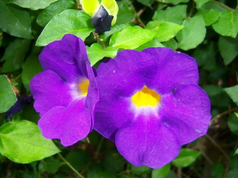 ช้องนาง  ดอกไม้สีม่วงเข้ม