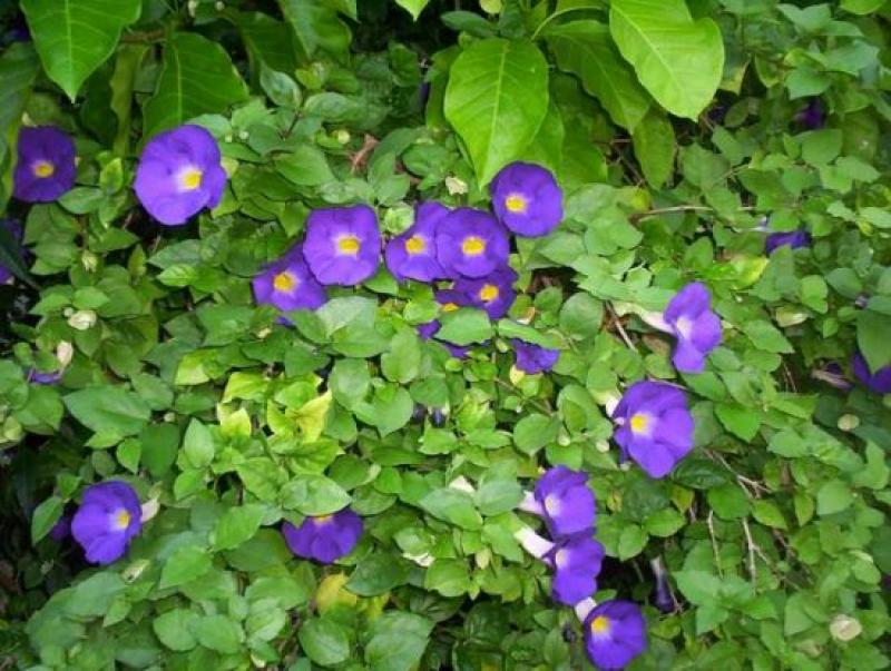 ช้องนาง  ดอกไม้สีม่วงเข้ม