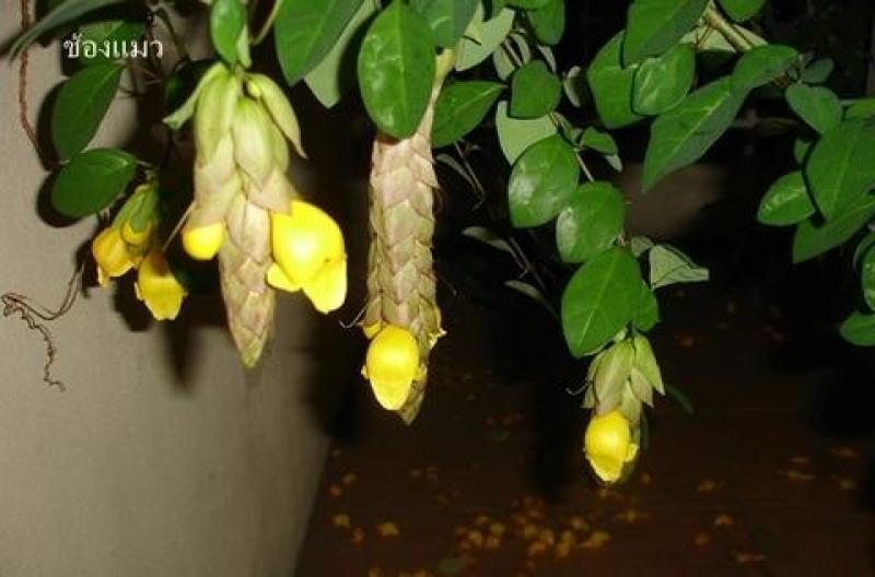 ช้องแมว สมุนไพรเพื่อสุขภาพ