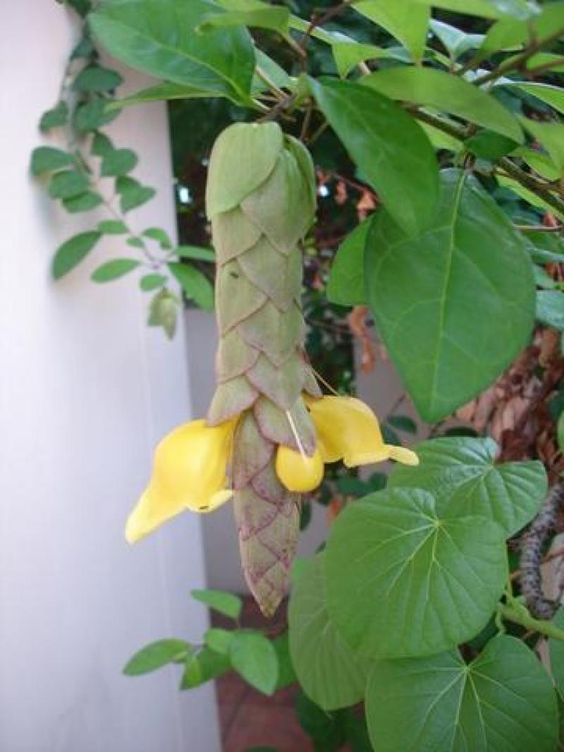 ช้องแมว สมุนไพรเพื่อสุขภาพ