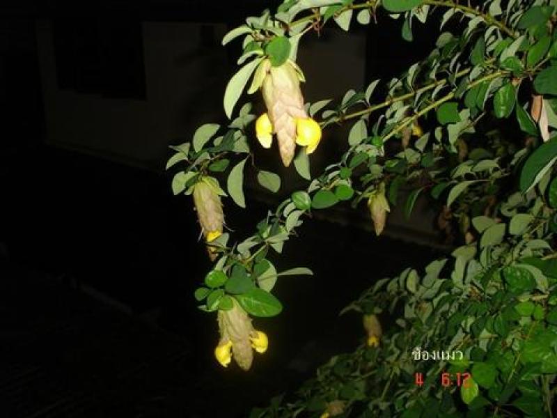 ช้องแมว สมุนไพรเพื่อสุขภาพ