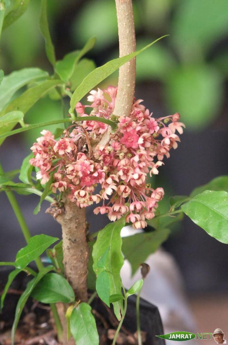 ต้นไคร้หอม ไม้ดีหายาก