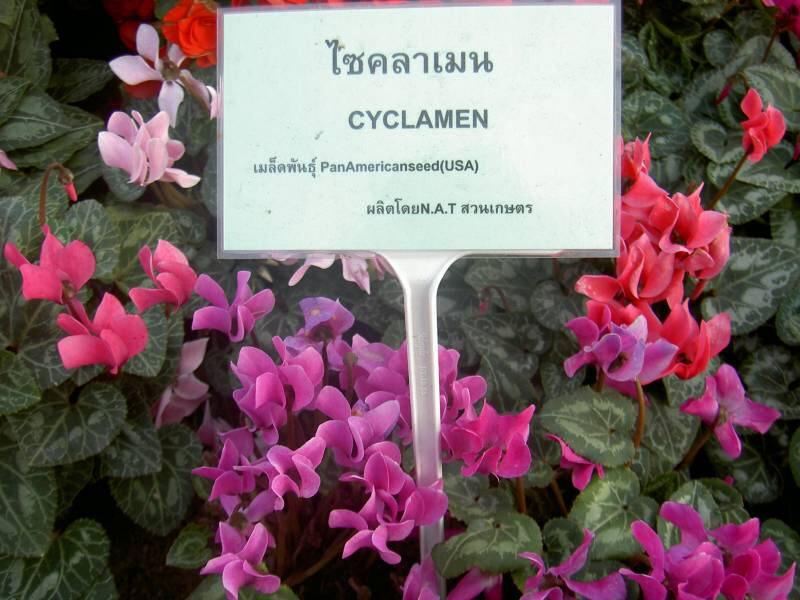 ไซคลาเมน (cyclamen) ต้นไม้แห่งการจากลา