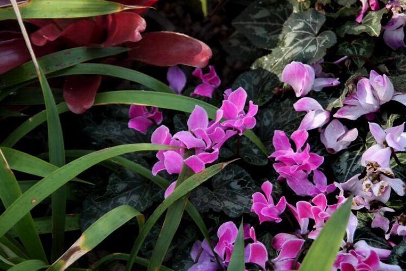 ไซคลาเมน (cyclamen) ต้นไม้แห่งการจากลา