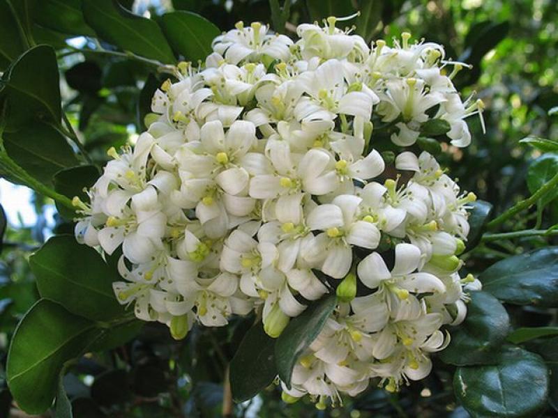 ต้นแก้วดอกหอม