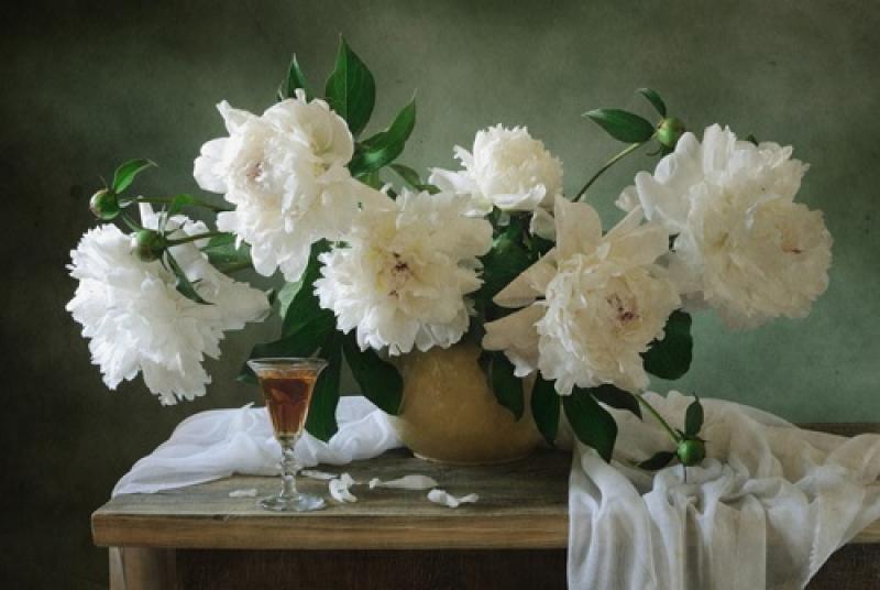 โบตั๋น ดอไม้งามแห่งจีน