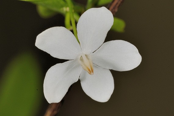 ต้นโมก โมกพวง โมกบ้าน