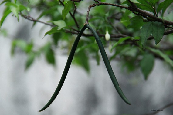 ต้นโมก โมกพวง โมกบ้าน