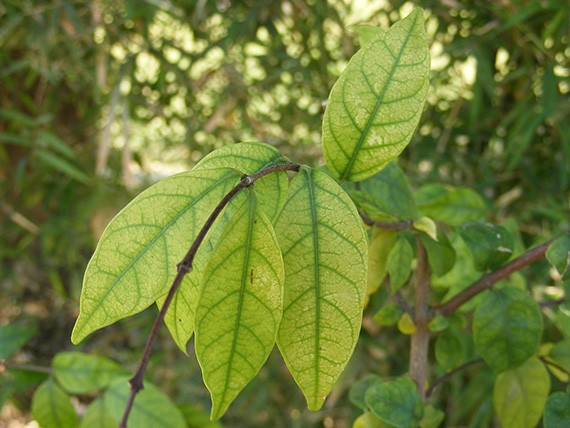 ต้นโมก โมกพวง โมกบ้าน