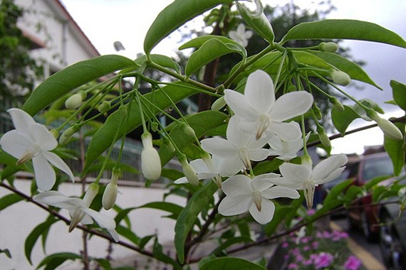 ต้นโมก โมกพวง โมกบ้าน