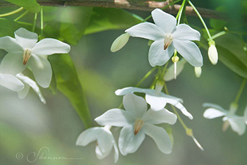 ต้นโมก โมกพวง โมกบ้าน