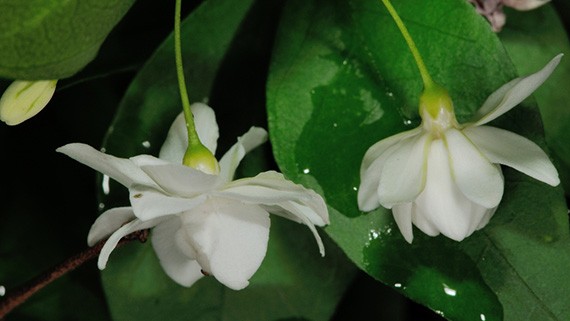 ต้นโมก โมกพวง โมกบ้าน