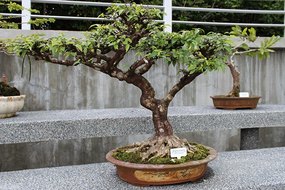 ต้นโมก โมกพวง โมกบ้าน