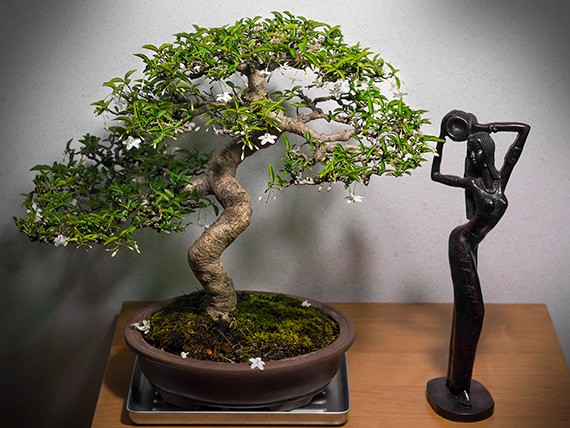 ต้นโมก โมกพวง โมกบ้าน