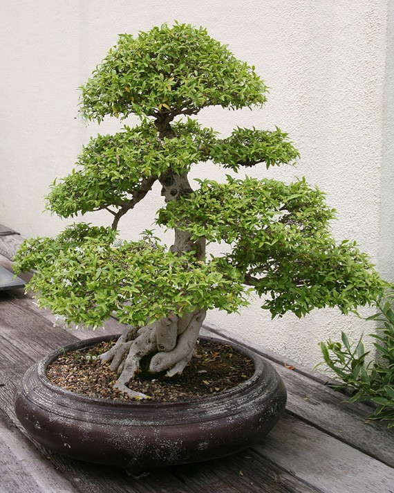 ต้นโมก โมกพวง โมกบ้าน