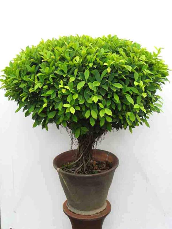 ไทรเกาหลี ไทรอินโด ไทรชมพู่ ไทรใบกลม ไทรญี่ปุ่น ไทรประดับต้นไม้ตกแต่งบ้าน