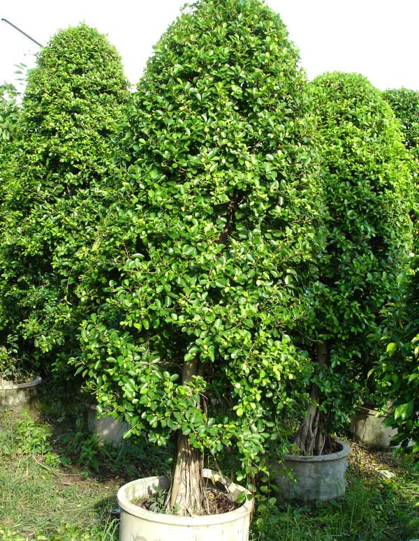 ไทรเกาหลี ไทรอินโด ไทรชมพู่ ไทรใบกลม ไทรญี่ปุ่น ไทรประดับต้นไม้ตกแต่งบ้าน