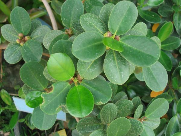 ไทรเกาหลี ไทรอินโด ไทรชมพู่ ไทรใบกลม ไทรญี่ปุ่น ไทรประดับต้นไม้ตกแต่งบ้าน