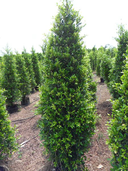 ไทรเกาหลี ไทรอินโด ไทรชมพู่ ไทรใบกลม ไทรญี่ปุ่น ไทรประดับต้นไม้ตกแต่งบ้าน