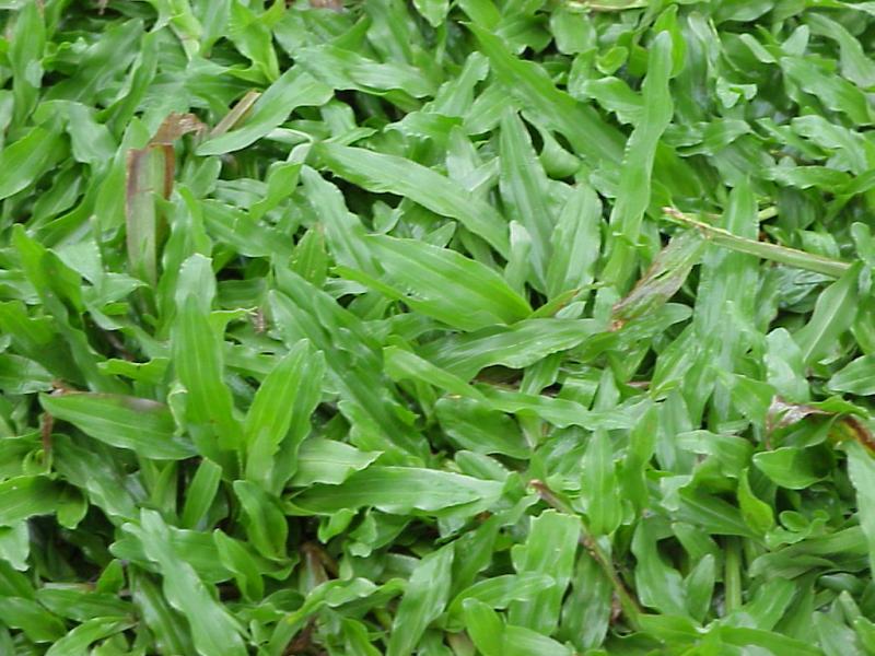 ​หญ้ามาเลเชีย หญ้ามาเลย์ Malaysia grass