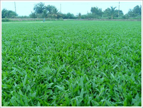 หญ้ามาเลเชีย หญ้ามาเลย์ Malaysia grass