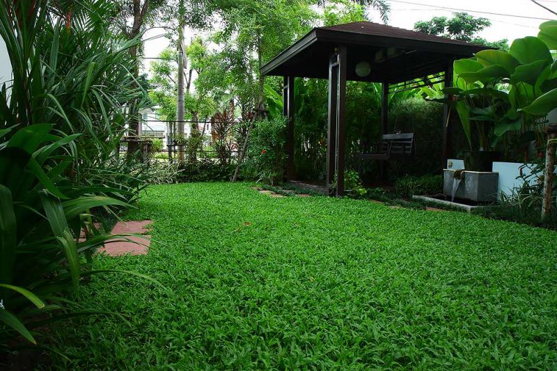 หญ้ามาเลเชีย หญ้ามาเลย์ Malaysia grass
