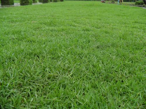 หญ้านวลน้อย Manila Grass