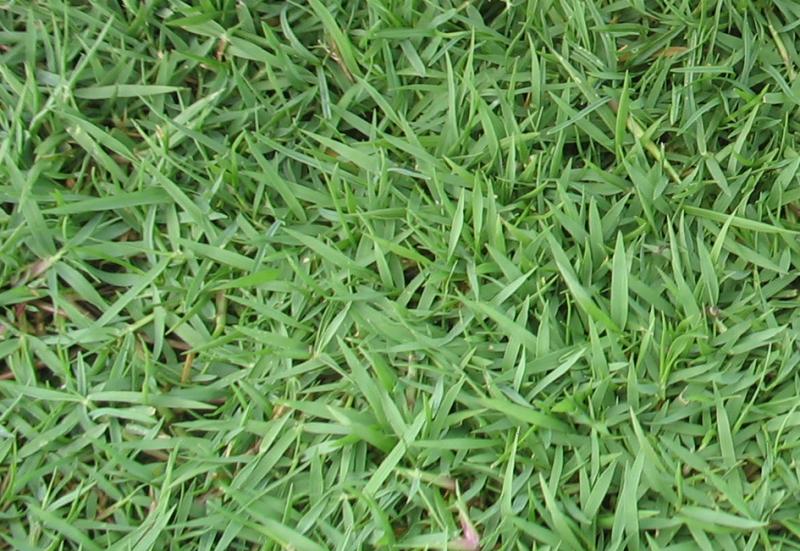 ​หญ้าญี่ปุ่น Kerean Lawngrass