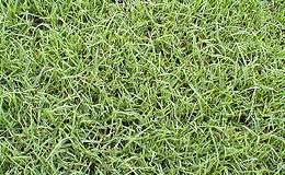 ​หญ้าเบอร์มิวด้า หญ้าแพรก Burmuda Grass