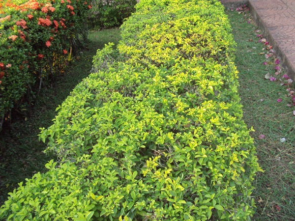 ต้นไม้ทำรั้ว ที่นิยมปลูกในสวนบ้าน