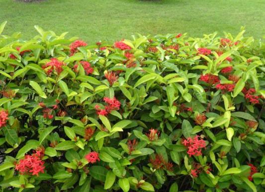 ต้นไม้ทำรั้ว ที่นิยมปลูกในสวนบ้าน