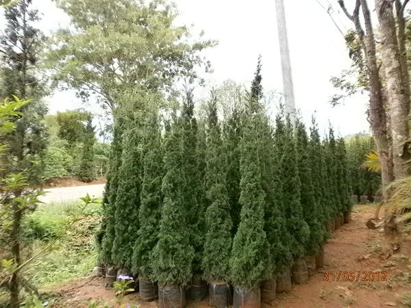 ต้นไม้ทำรั้ว ที่นิยมปลูกในสวนบ้าน