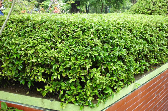 ต้นไม้ทำรั้ว ที่นิยมปลูกในสวนบ้าน