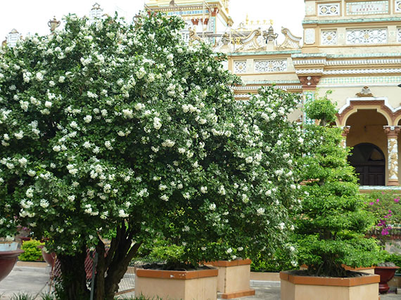 ต้นไม้ทำรั้ว ที่นิยมปลูกในสวนบ้าน