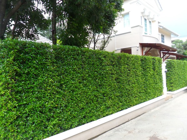 ต้นไม้ทำรั้ว ที่นิยมปลูกในสวนบ้าน