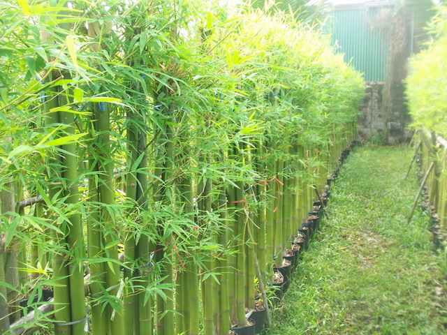 ต้นไม้ทำรั้ว ที่นิยมปลูกในสวนบ้าน