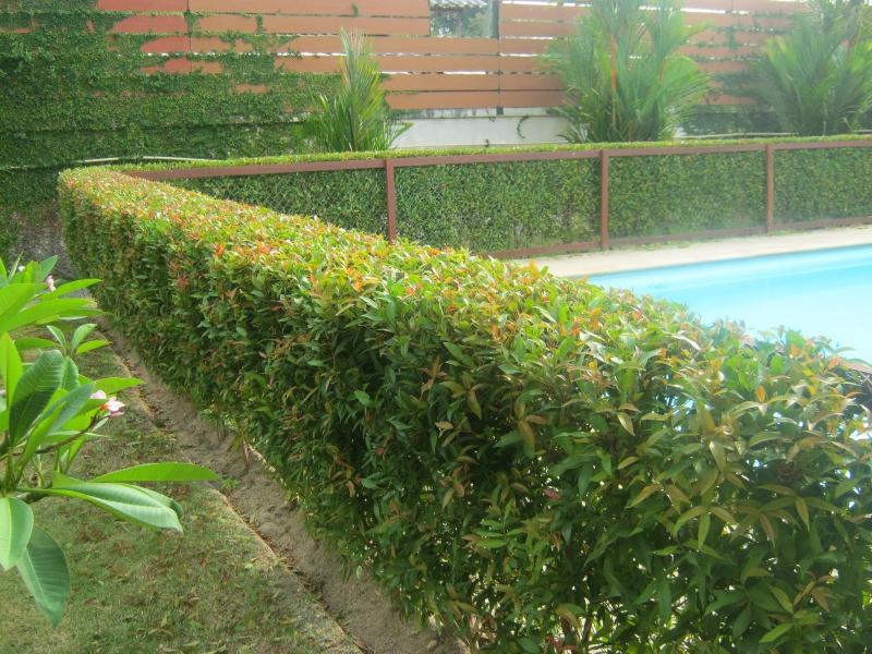 ต้นไม้ทำรั้ว ที่นิยมปลูกในสวนบ้าน