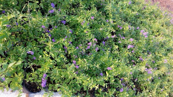 ต้นไม้ทำรั้ว ที่นิยมปลูกในสวนบ้าน