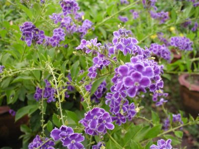 ต้นไม้ทำรั้ว ที่นิยมปลูกในสวนบ้าน