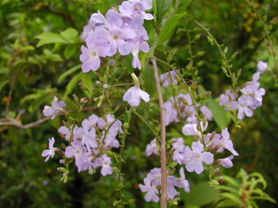 ต้นไม้ทำรั้ว ที่นิยมปลูกในสวนบ้าน