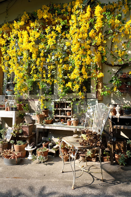 เหลืองชัชวาล หรือ เล็บวิฬาร์