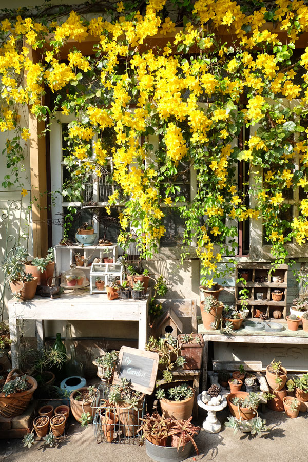 เหลืองชัชวาล หรือ เล็บวิฬาร์