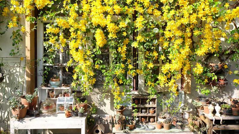 เหลืองชัชวาล หรือ เล็บวิฬาร์