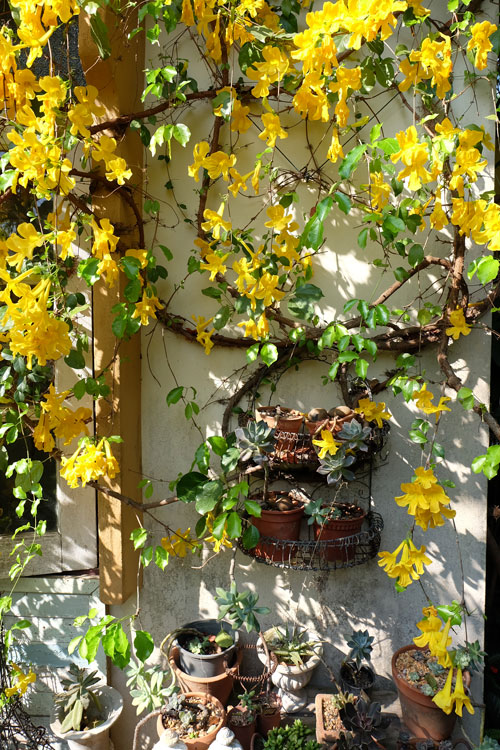 เหลืองชัชวาล หรือ เล็บวิฬาร์