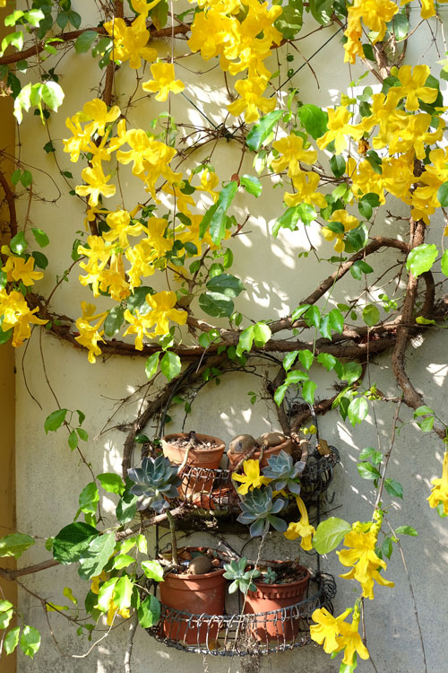 เหลืองชัชวาล หรือ เล็บวิฬาร์