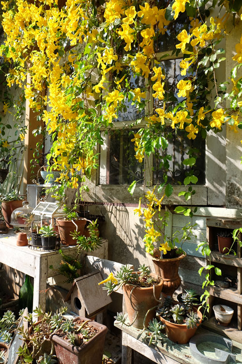 เหลืองชัชวาล หรือ เล็บวิฬาร์