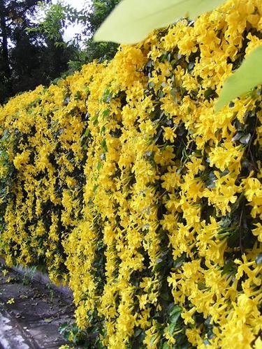 เหลืองชัชวาล หรือ เล็บวิฬาร์